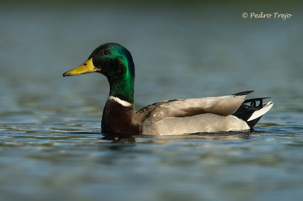 Anade real (Anas platyrhynchos)